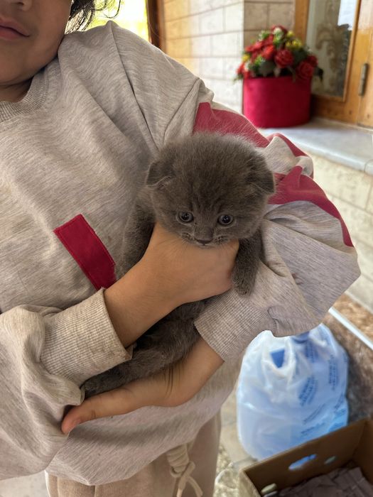 Вислоухие британские котята