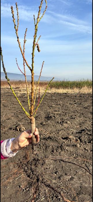 Pomi fructiferi columnari - OFERTA 10+1 GRATIS