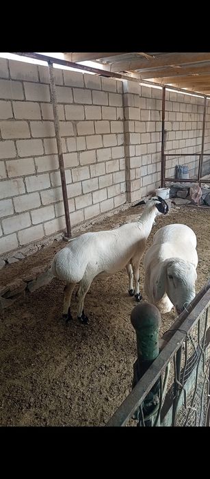 Кора кулок куйлар сотилади