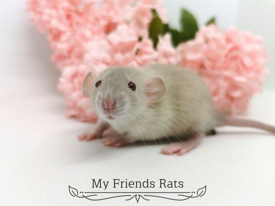 Декоративни плъхчета