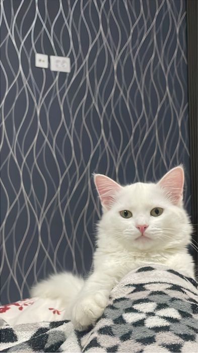 Ищем кошку для вязки