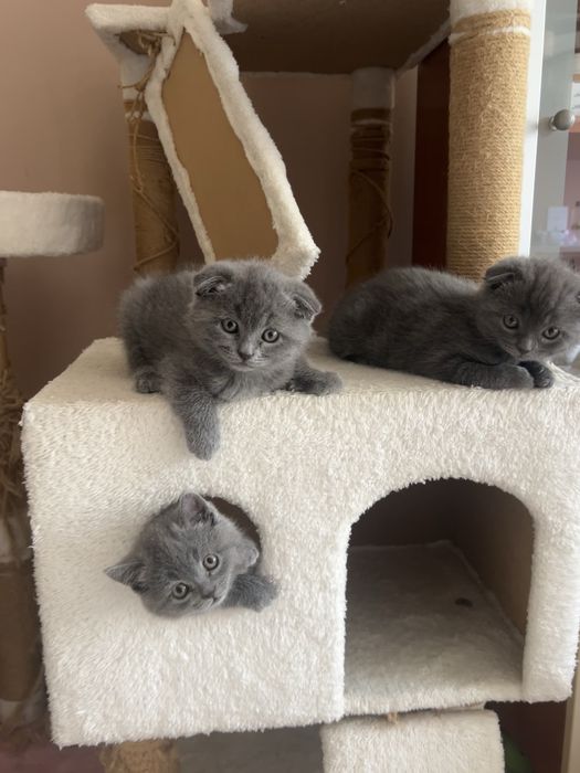 Продавам 3 британски и шотландски котенца