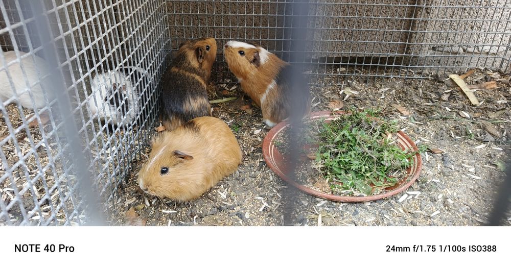 Морской свинка хаммаси эркак