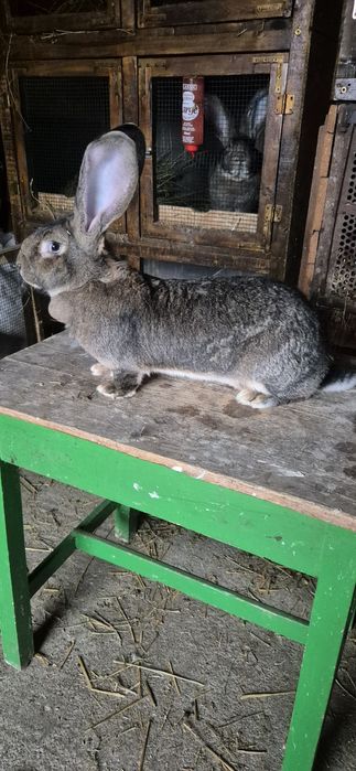 Femele urias german de vânzare