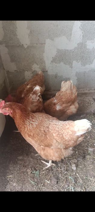 Продам курей и петуха.