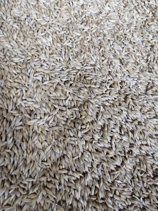 Porumb, mazăre, orz, grâu, floarea-soarelui