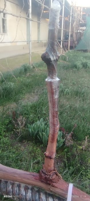 Богбон хизмати ток кесиш консултация бериш пайванд килиш