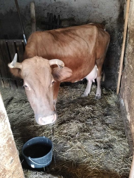 Vaca  de vânzare