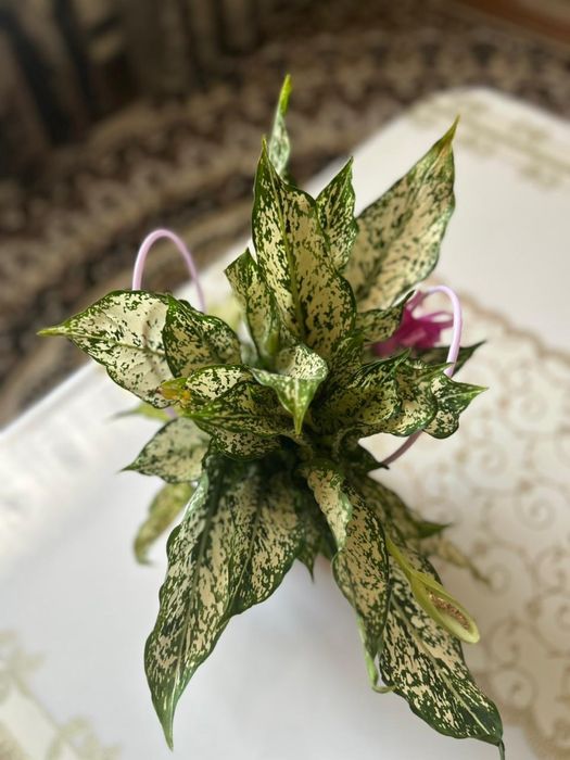 Аглаонема комнатное растение