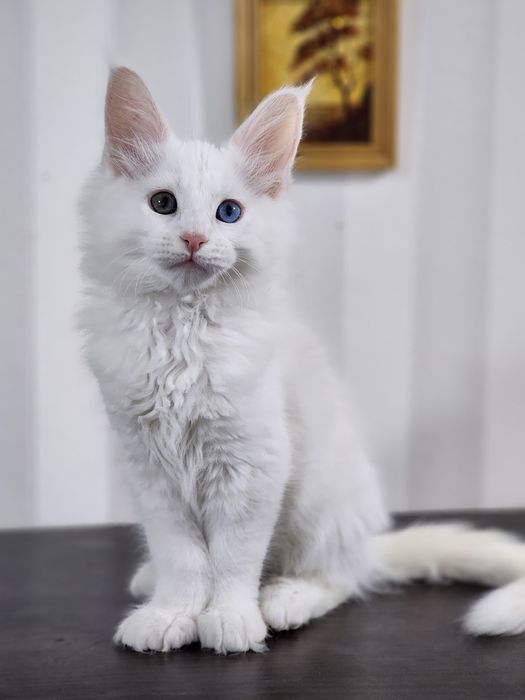 Котята мейн-кун из питомника