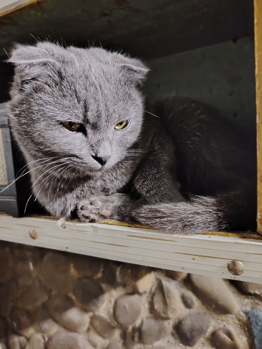 Одам кошек домашних