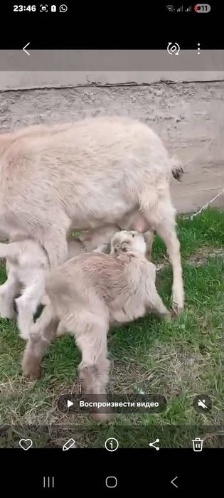 Альпийский саунды ешкі сатылады