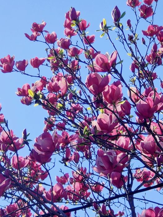 Limbi straine - cursuri