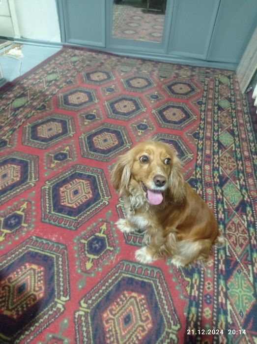 Порода чисто русская охотничья спаниель