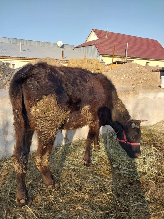 Срочно Продается тёлочка