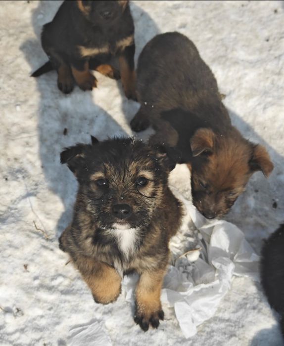 Отдам  щенят даром