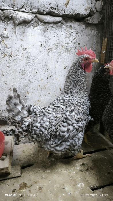 Продам молодых петухов