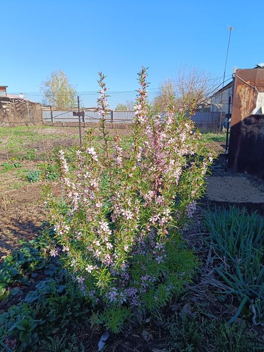 Саженцы дикого миндаля