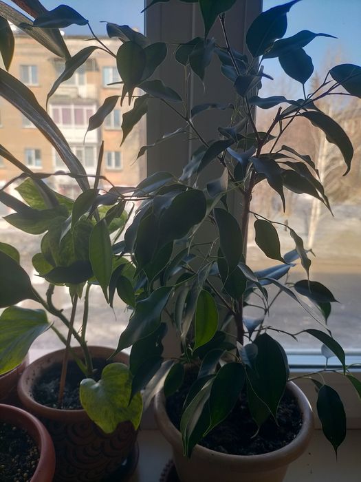 Фикус Бенджамина