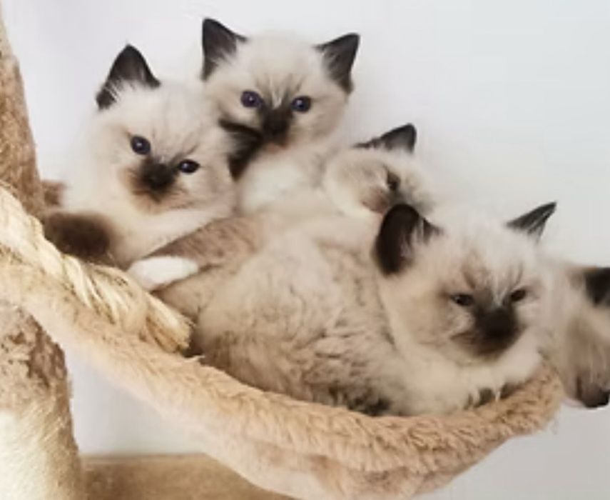 Рагдол Регдол /Ragdoll