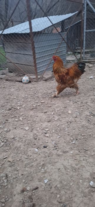 2 cocoși și o Găină Brahma 350 buc 300 gaina