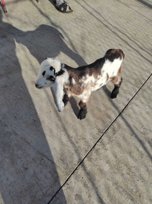 Vind iezi de anglo nubian