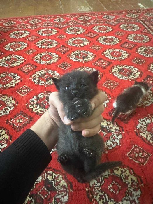 Mushukchalar sotiladi