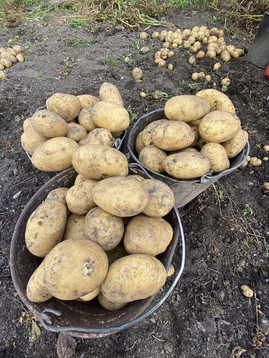 Продам картофель