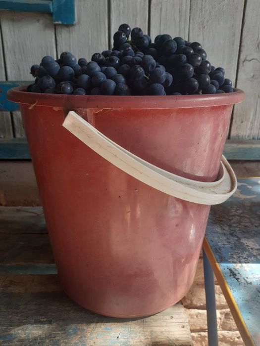 Продам винный виноград