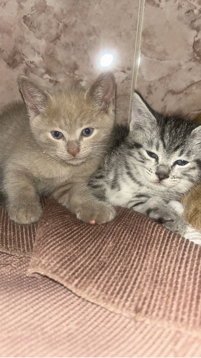 Отдам котят в добрые руки