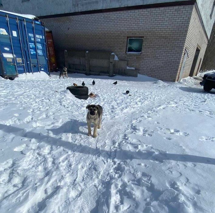 Щенки дворняжки бесплатно