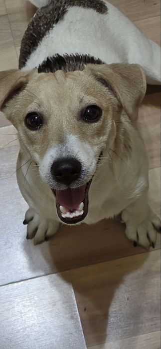 Отдам собаку в зорошие руки