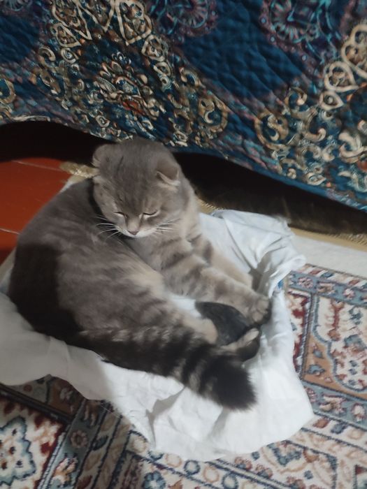 Продам кошку вислоухий