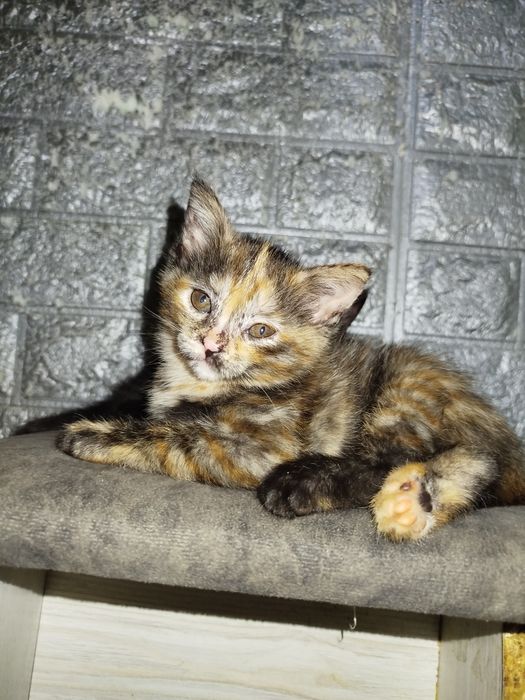 Срочно отдам котят в заботливые руки. Кушают всё, лоток знают хорошо.