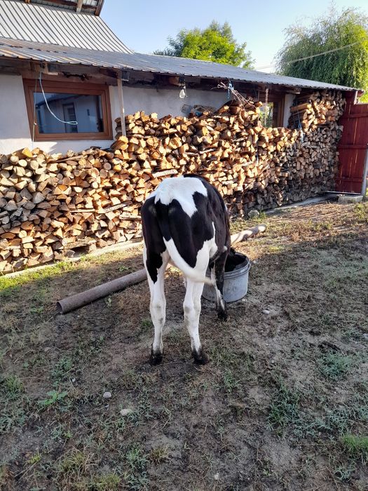 Vand tauras de tinut sau taiat!