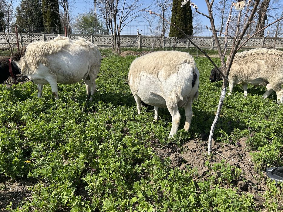 Oi Dorper rasa originala