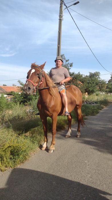 Iapă de vânzare și o mânză de 9 lunii noiembrie