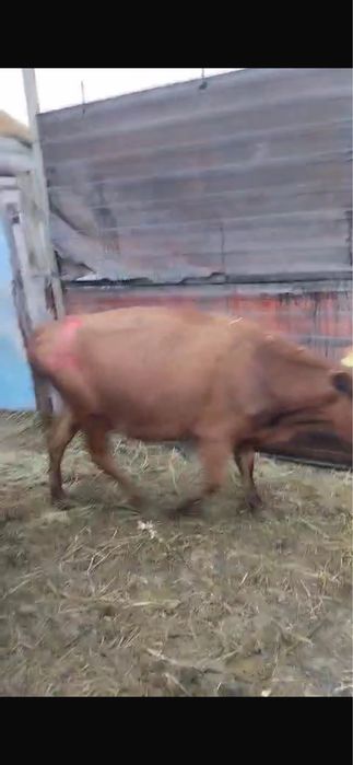 Продам коров, бычков, телят
