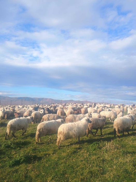 Vànd oi de sacrificat și de ținut,prețul negociabil
