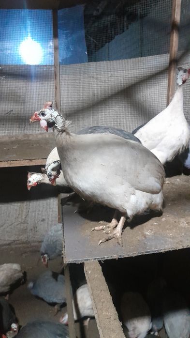 Цисаркалар сотилади