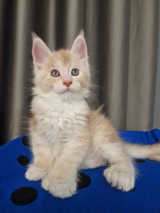 Мэйн Кун котенок