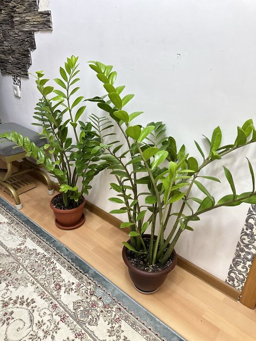 Әдемі ұзын доллар гүлдер сатылады өте арзанға!