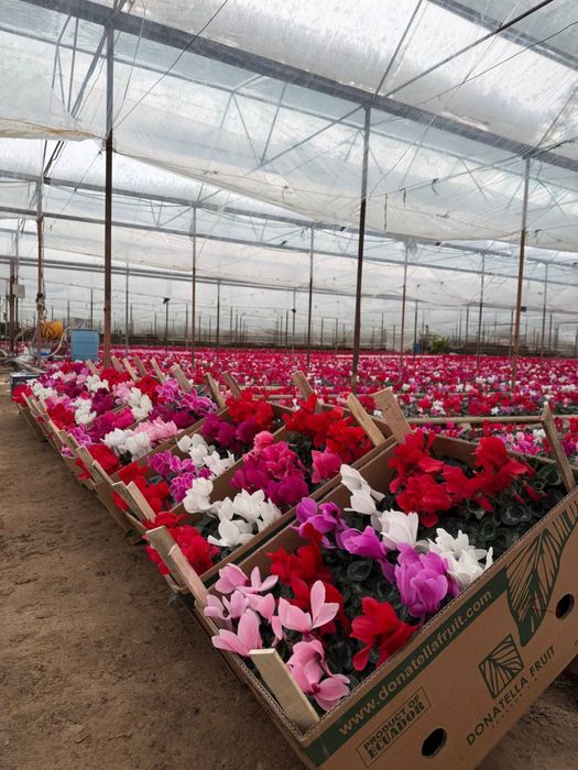 Ajoyib Tuvak gullar sotuvda