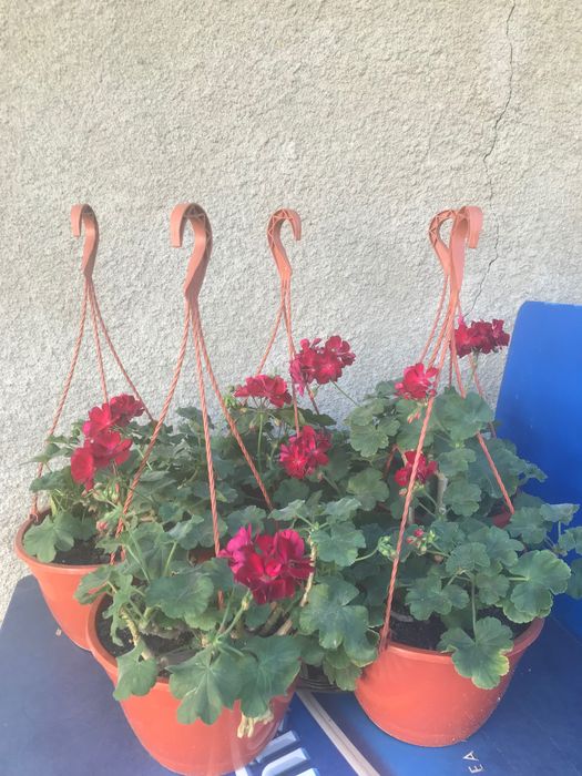 5 bucati de plante ghiveci muscate