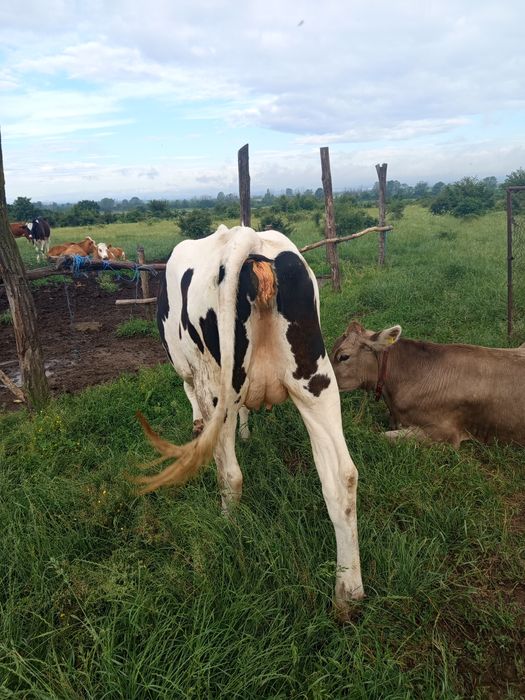 Vaci Holstein de vânzare