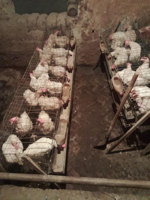 Sendi tovuqlari sotiladi