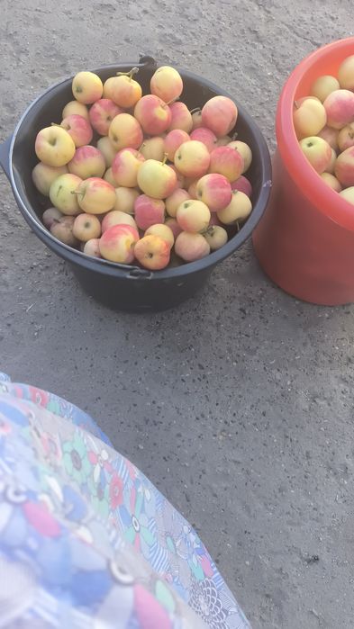 Продам яблочки сорт барвинка