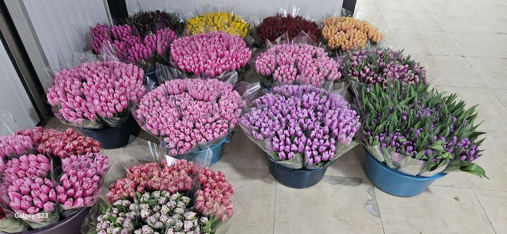 Тюльпаны оптом ..