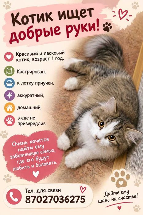 Котик ищет добрых и заботливых хозяев