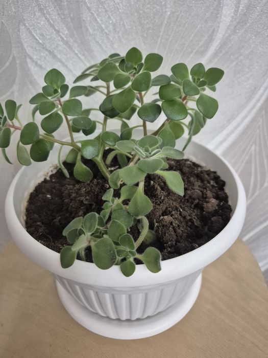 Дерево любви (аихризон)